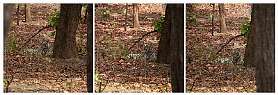 tigress at bandhavgarh