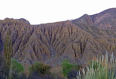 MMOUNTAIN & POPLAR TREES