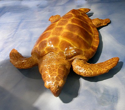 Wooden Sea Turtle