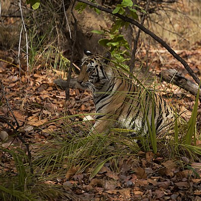 tigress, sitting in the bushes...