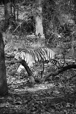 save the tiger
