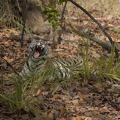 yawn (colour)
