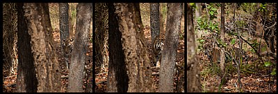 a tigress at bandhavgarh
