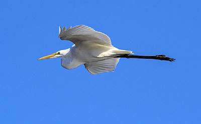 Sunday Flight