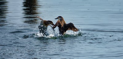 Fighting Ducks