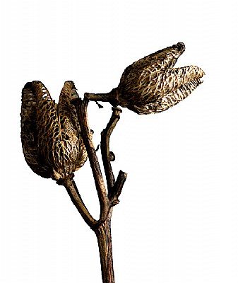 Seed Head