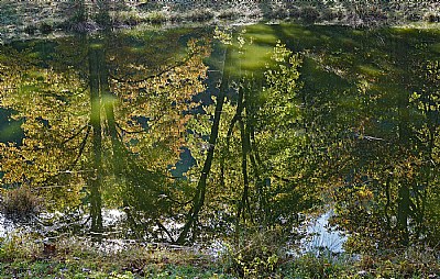 farm pond reflections
