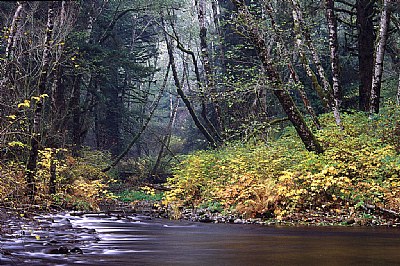 Salmon River Fall