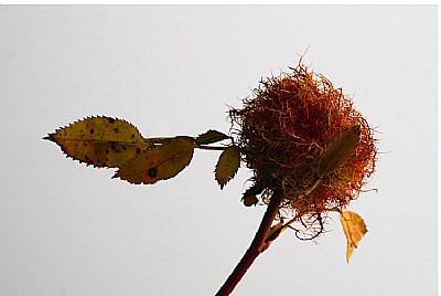 rose bedeguar gall