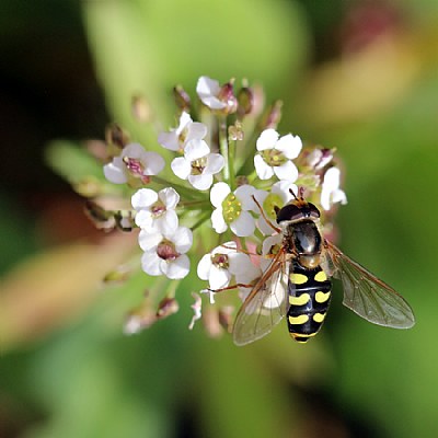 Hoverfly