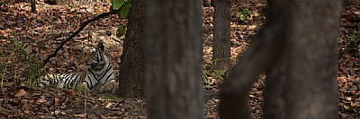 tigress sitting at bandhavgarh national park.