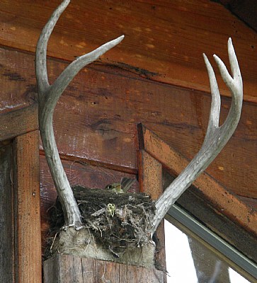 Antler Bird Nest