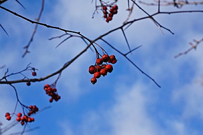 Hawthorn