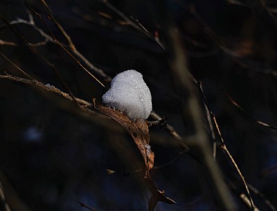 leaf landing