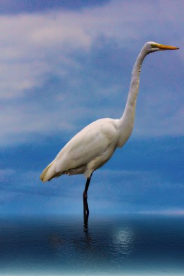 Egret