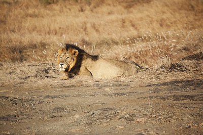 lion at gir national park.