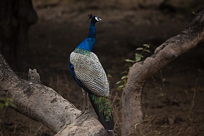 peacock