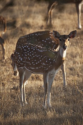 deer at gir national park.