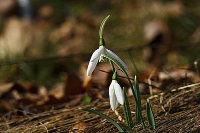 December no snow drop