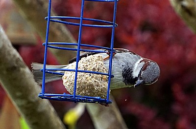 House Sparrow