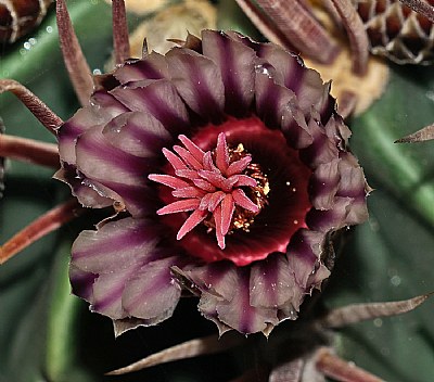 small cactus bloom