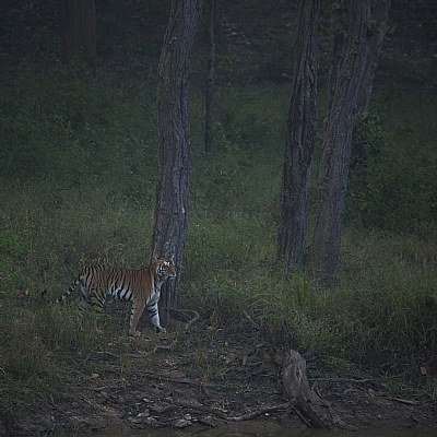 tigress, at kanha national park...