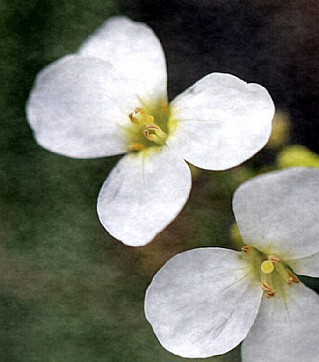 Mid Summer Flowers