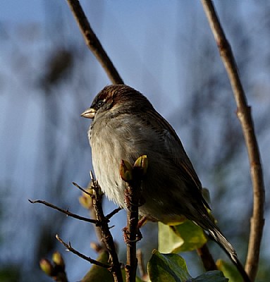 House Sparrow