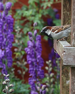 House Sparrow