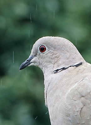 Collared Dove