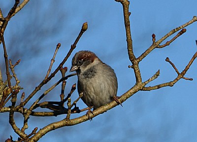 Winter Sparrow