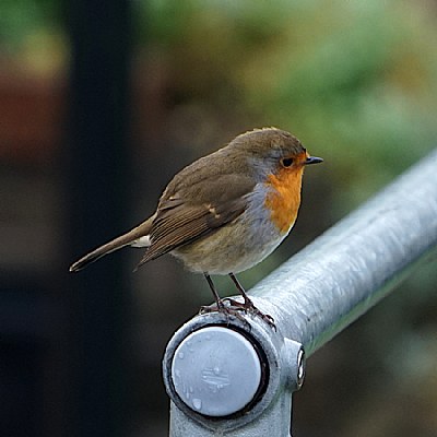 European Robin