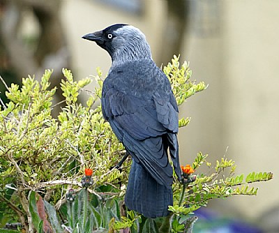 Corvus On A Hedge