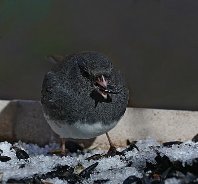   dark eyed Junco-this menu is boring