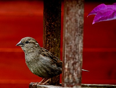 House Sparrow