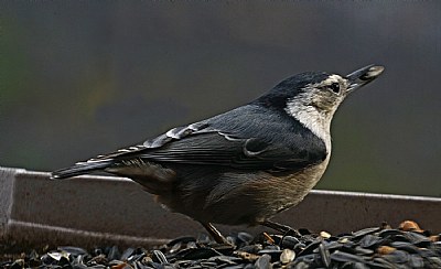 nuthatch