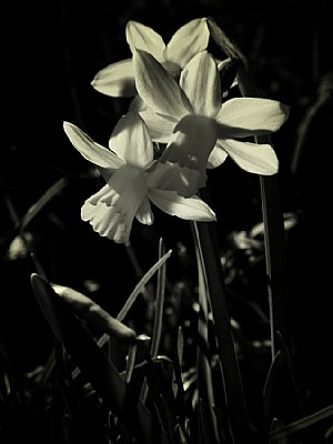 Daffodils