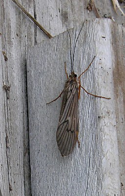 Alder Fly