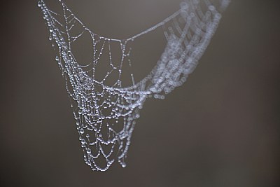 spiderweb