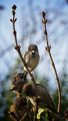 House Sparrow