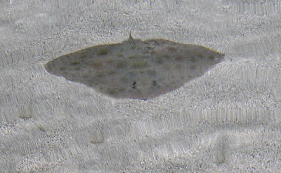 Butterfly Ray