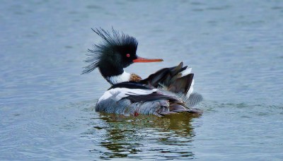 Merganser