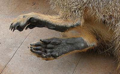 Squirrel Rear Foot