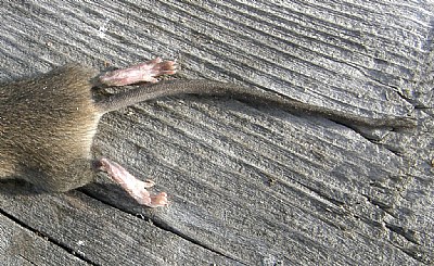 Mouse Rear Foot