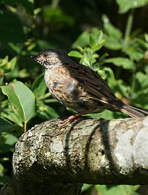 Dunnock