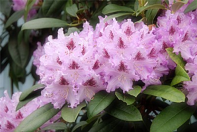 Lavender Rhododendrons