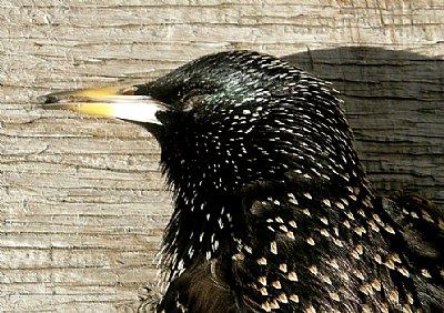 Starling Beak