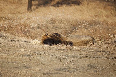 lion sleeping