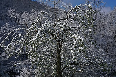 pear after the bloom