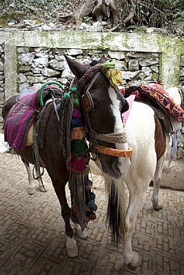 horses at vaishno devi